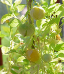 Tomatillo 'Amarylla'