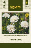 Skabiose 'Snowmaiden'