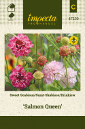 Skabiose 'Salmon Queen'