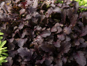 Blattsenf 'Crimson Red'