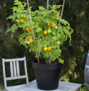 Cocktailtomate 'Tigerette Cherry'