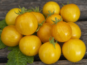 Cocktailtomate 'Tigerette Cherry'