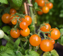 Kirschtomate 'Venus'
