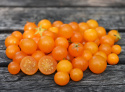 Kirschtomate 'Venus'