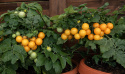 Kirschtomate 'Aztek'