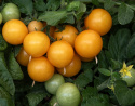 Kirschtomate 'Aztek'