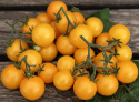 Kirschtomate 'Aztek'