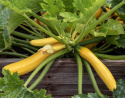 Zucchini F1 'Ola Gabriella'