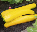 Zucchini F1 'Ola Gabriella'
