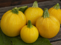 Zucchini 'Midas'