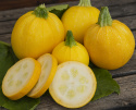 Zucchini 'Midas'