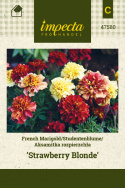 Tagetes 'Strawberry Blonde'