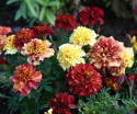 Tagetes 'Strawberry Blonde'