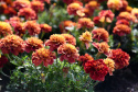 Tagetes 'Strawberry Blonde'
