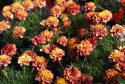 Tagetes 'Strawberry Blonde'