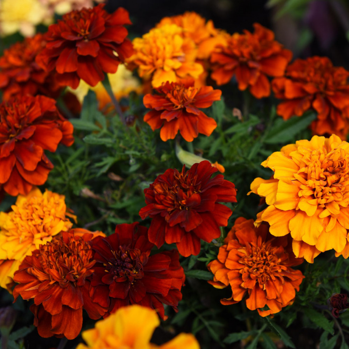 Tagetes 'Fireball'