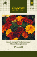 Tagetes 'Fireball'