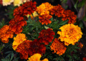 Tagetes 'Fireball'