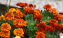 Tagetes 'Fireball'