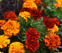 Tagetes 'Fireball'