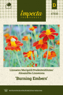 Linne-Tagetes 'Burning Embers'