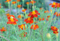 Linne-Tagetes 'Burning Embers'