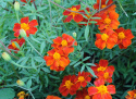 Linne-Tagetes 'Burning Embers'