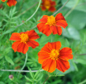 Linne-Tagetes 'Burning Embers'