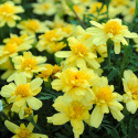 Tagetes 'Alumia Vanilla Cream'