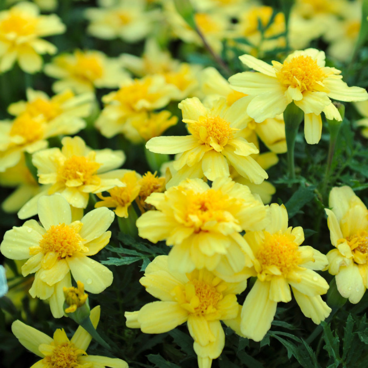 Tagetes 'Alumia Vanilla Cream'