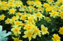 Tagetes 'Alumia Vanilla Cream'