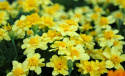 Tagetes 'Alumia Vanilla Cream'