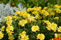 Tagetes 'Alumia Vanilla Cream'