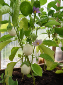Aubergine 'Blanche Ronde à Oeuf'
