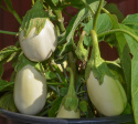 Aubergine 'Blanche Ronde à Oeuf'