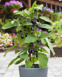Aubergine F1 'Patio Baby'