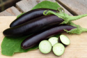 Aubergine 'De Barbentane'