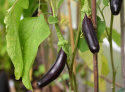 Aubergine 'De Barbentane'