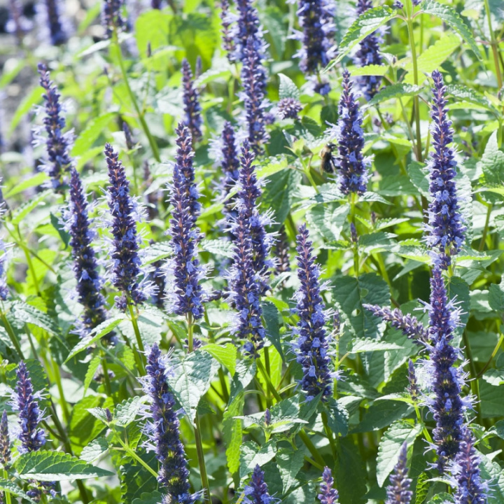 Duftnessel 'Astello Indigo´