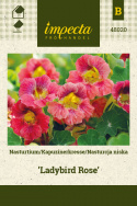 Kapuzinerkresse 'Ladybird Rose‘