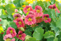 Kapuzinerkresse 'Ladybird Rose‘