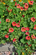 Kapuzinerkresse 'Ladybird Rose‘