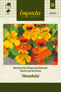 Kapuzinerkresse 'Honolulu'