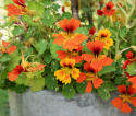 Kapuzinerkresse 'Honolulu'