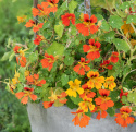 Kapuzinerkresse 'Honolulu'