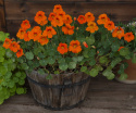 Kapuzinerkresse 'Baby Orange’