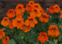 Kapuzinerkresse 'Baby Orange’