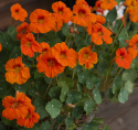 Kapuzinerkresse 'Baby Orange’