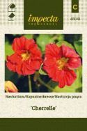 Kapuzinerkresse 'Cherrelle'