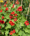Kapuzinerkresse 'Cherrelle'